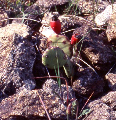 De petites figues de barbarie, en pleine nature