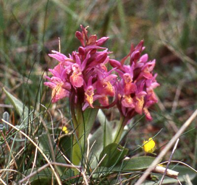 Orchis