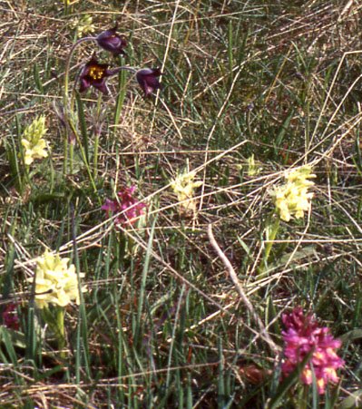 orchis et anmone pulsatille