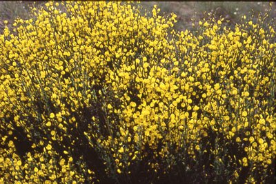 Hillside ablaze with broom