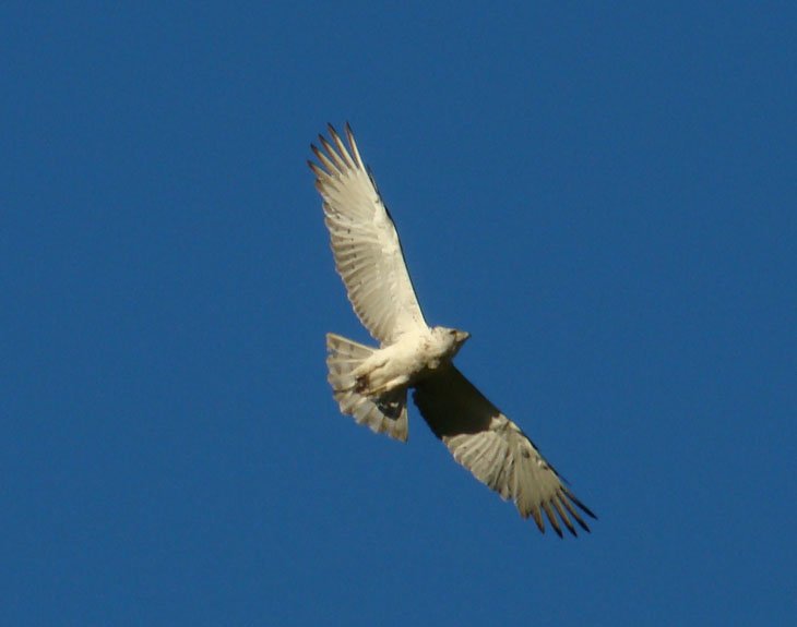 Short toed eagle - Chazieux 2008 - by Jennifer Sjolund