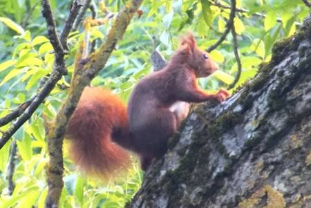 Squirrel