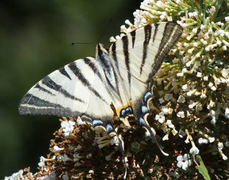 swallowtail